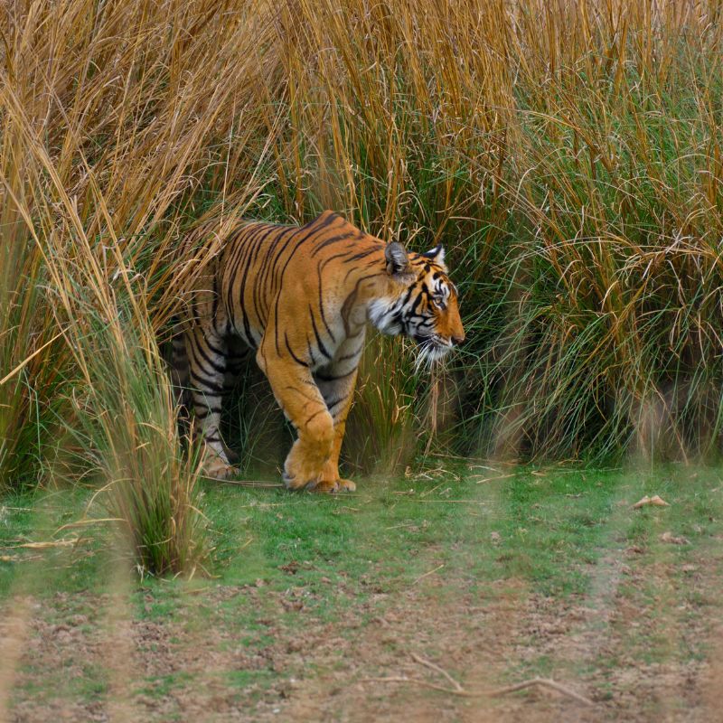 Tiger at National Park