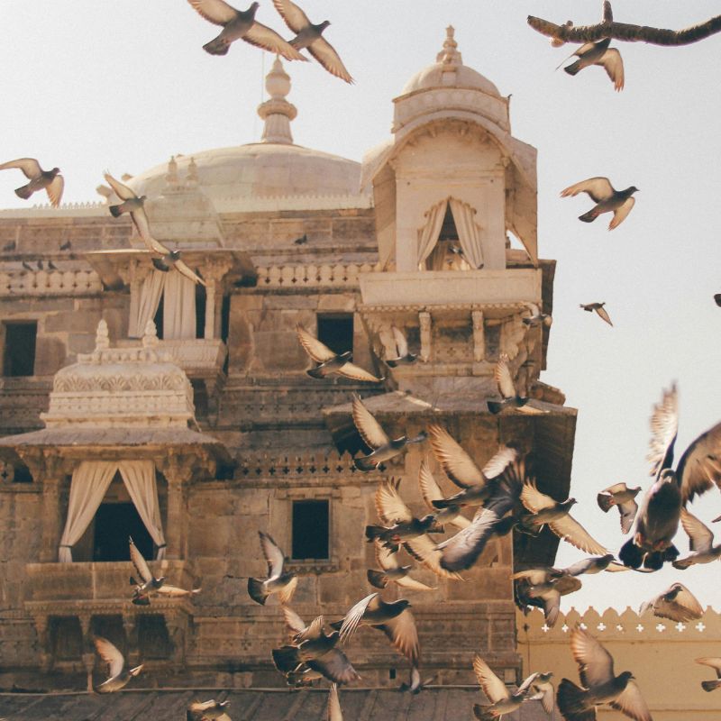 Pigeon's flying