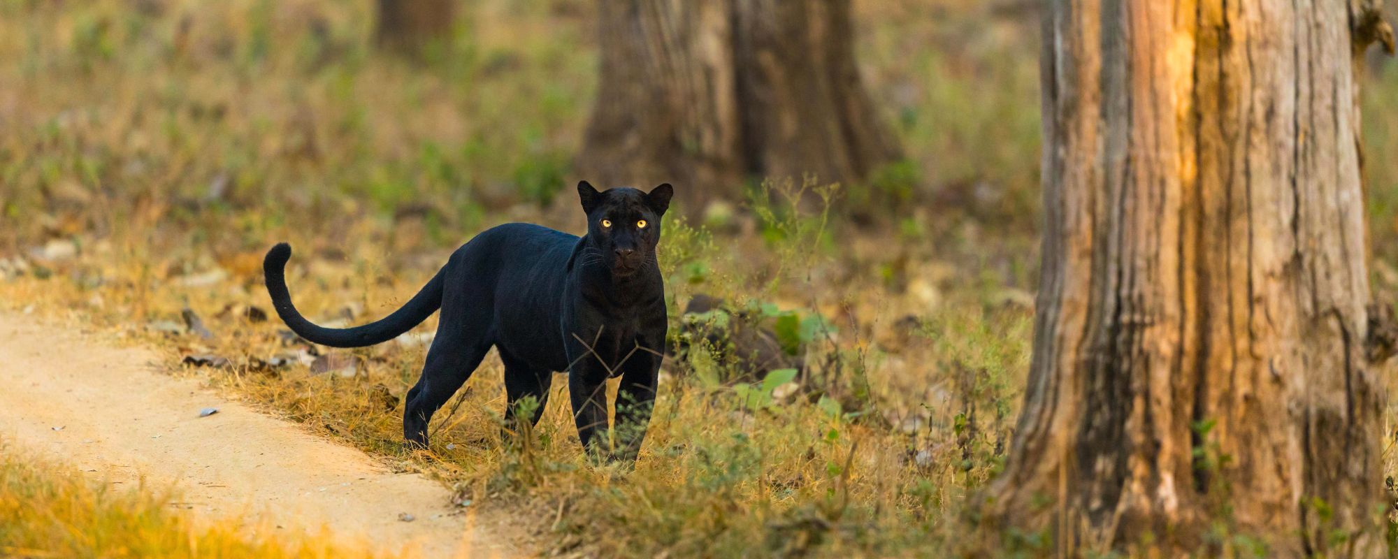 India Wildlife + Culture: How to Combine a Safari With India’s Heritage