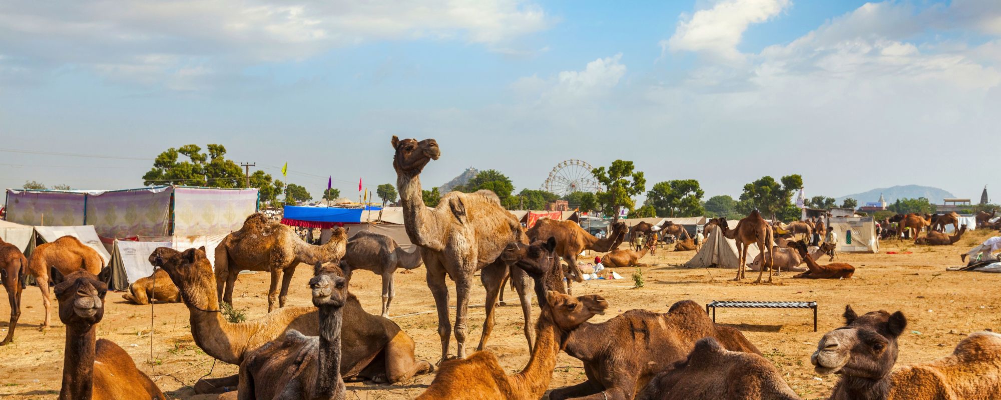 Pushkar Camel Fair 2026: A Practical Guide for International Visitors
