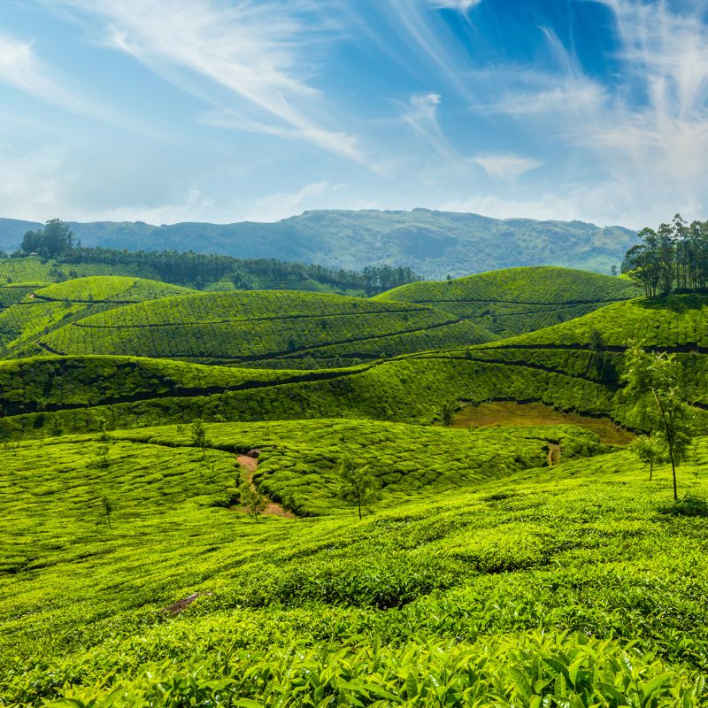 Munnar Tea Gardens