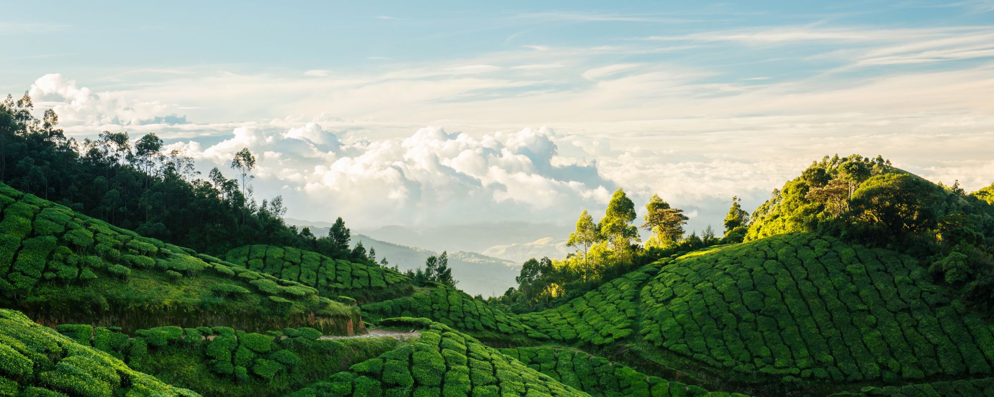 Kerala Beyond the Backwaters: Munnar, Thekkady, Fort Kochi and the Coast, and How Many Nights Each Needs