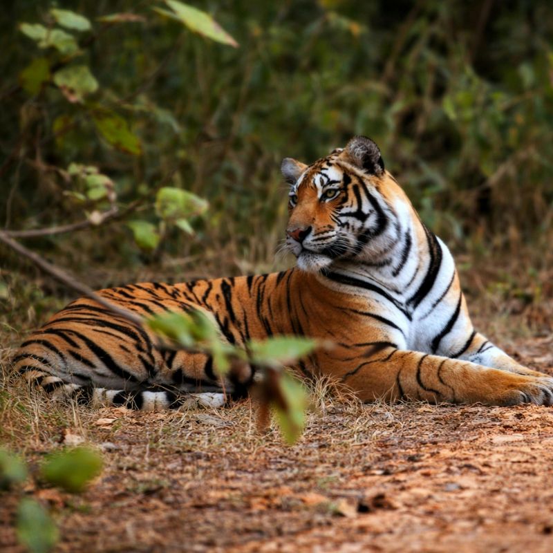Tiger in a national park