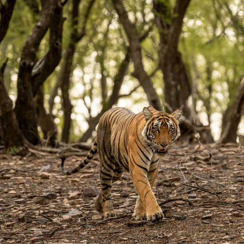 Tiger Roaming in a national park