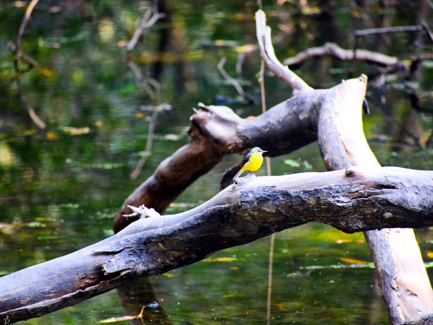 banner3226