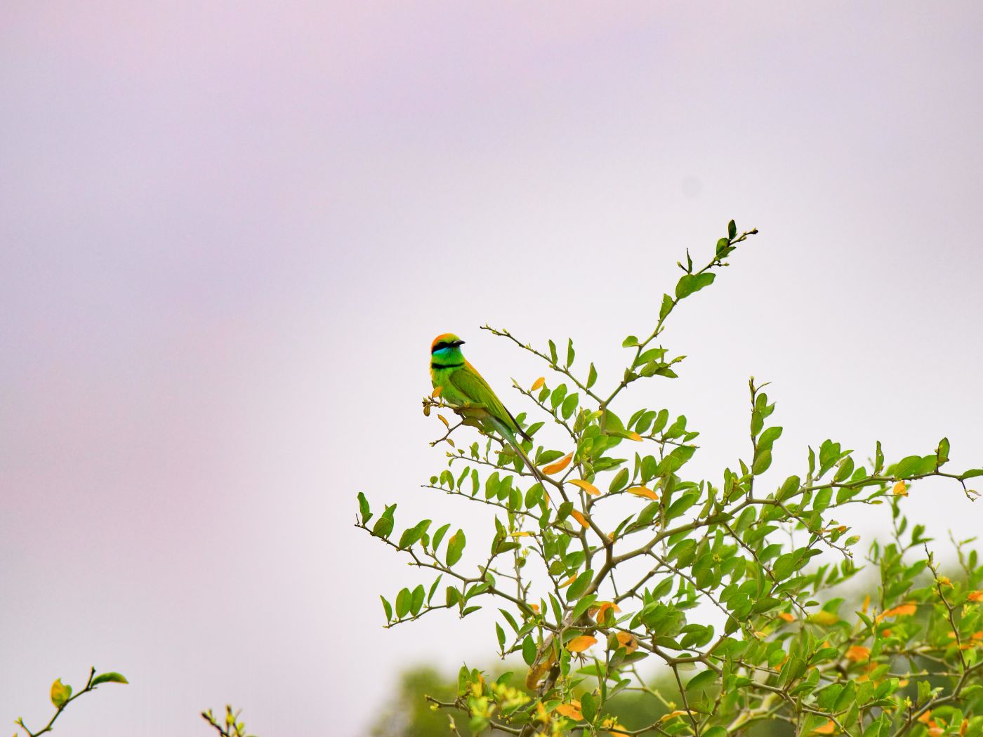 banner3232