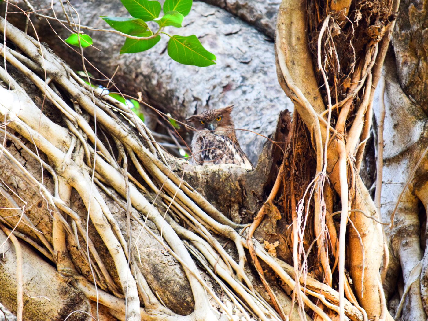 banner3239